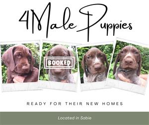 German Short Haired Pointer Puppies