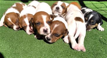 Jack Russell puppies. Purebred. Father is registered. Parents via aircargo from 