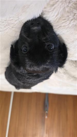 Morkie Puppies 