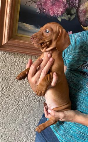 Dachshund pups for sale
