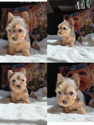 Yorkie puppy 