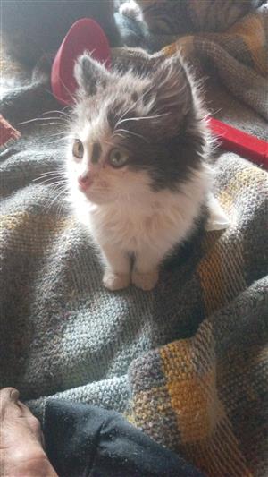 Fluffy kittenz
