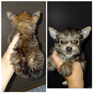 Sable yorkie male puppy available