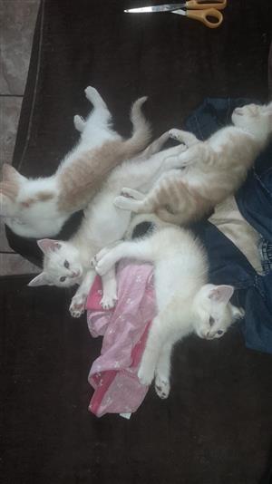Beautiful Kittens for Sale 