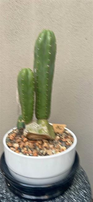 Sanpedro cactus in a white ceramic pot