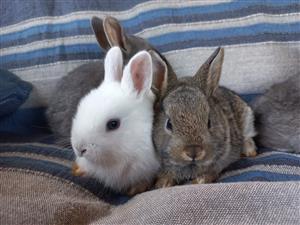 Beautiful baby bunnies/rabbits  for sale