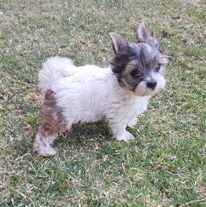 white ocean pearl yorkie