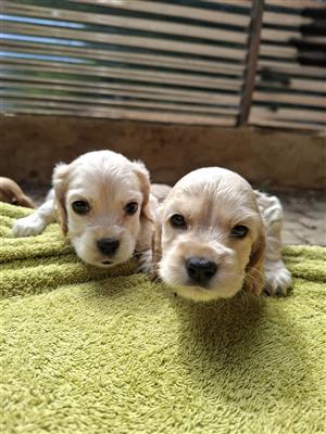 Spaniel puppies 