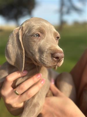 Weimaraner Puppies 