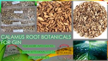 Calamus Root Cut Botanicals for Gin 