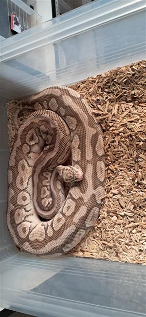 Pair of Ball Pythons