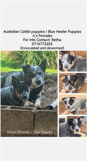 Beautiful cattle dog puppies for sale, innoculated and dewormed