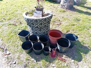 Pot plants