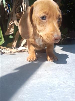 Dachshund Puppy 