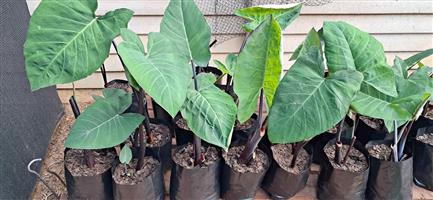 Big elephant ear plants