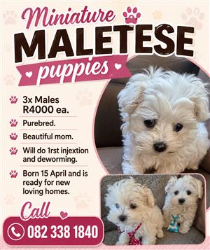 Miniature  maltese puppies