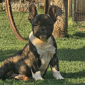 Beautiful French bulldog puppies available 