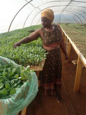 F1 1 Hybrid Cabbage and F1 Hybrid Tomato Seedlings