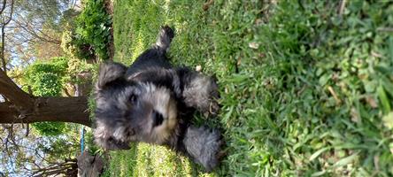 Schnauzer puppies for sale in Ladybrand, Free State