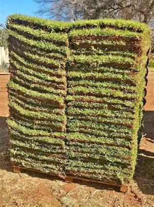 Lm grass R97m²and kikuyu grass R57m²