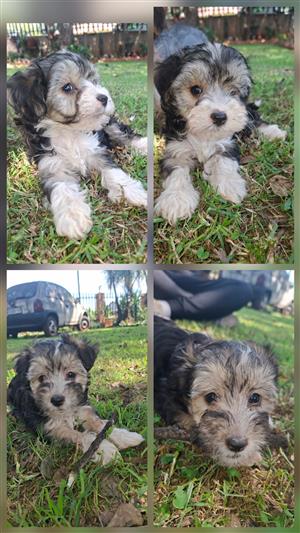 Chinese crested powderpuff