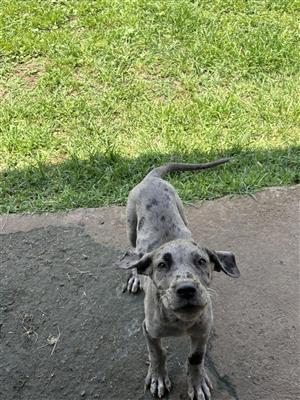 Female Great dane puppy 8 weeks old