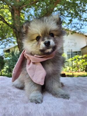 Purebred pomsky puppies for sale.