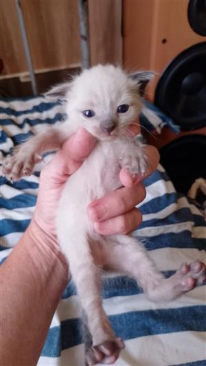 Siamese kittens 