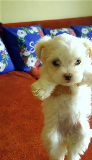 Stunning Miniature Maltese Puppies available