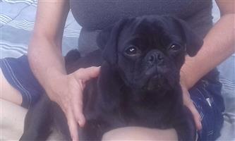 Purebred Pug Puppies ready for loving home.