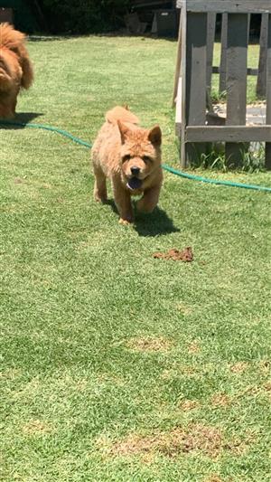 Male chow puppies for sale