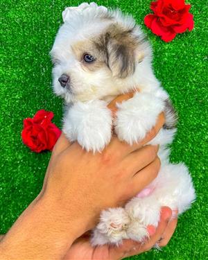 Havanese puppies for sale