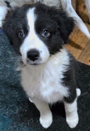 1x FEMALE PURE BRED AUSTRALIAN SHEPHERD PUPPY IN BENONI