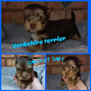 Yorkshire terrier Pocket size