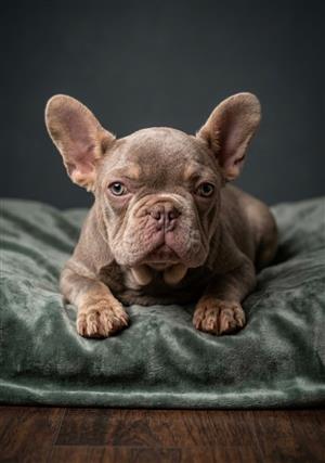 Stunning French bulldog puppies available