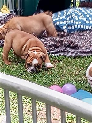 Gorgeous English bulldog puppies available