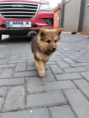 German shepherd puppies 