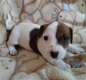 Jack russell puppies for store sale in somerset west