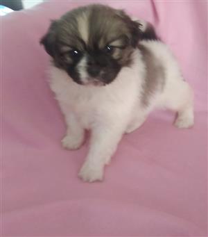 Pekingese puppy female