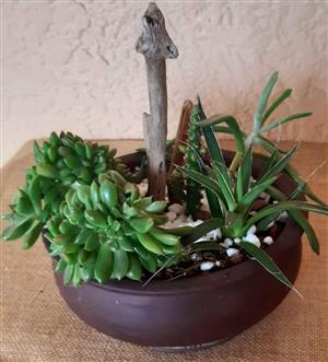 Miniature Garden Plants