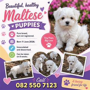 Maltese puppies