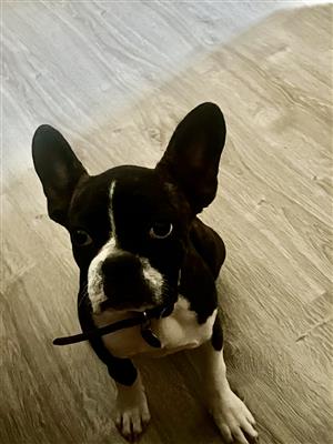 Frenchton bulldog puppy looking for new home. 4 months old