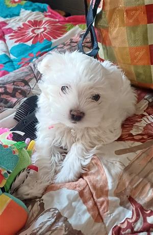 Purebred Maltese Puppy