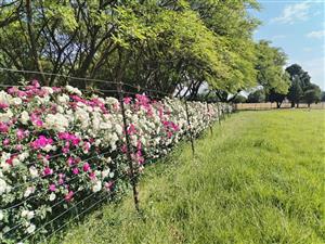 Farm For Sale in Wheatlands AH