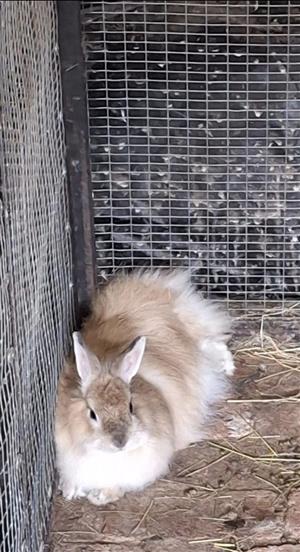 Bunnies Dwerg Hasies / Dwarf Rabbits available to good homes