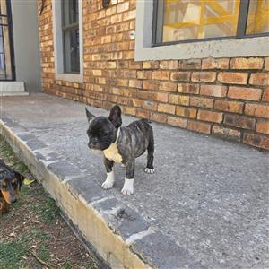 Beautiful French bulldog puppies available