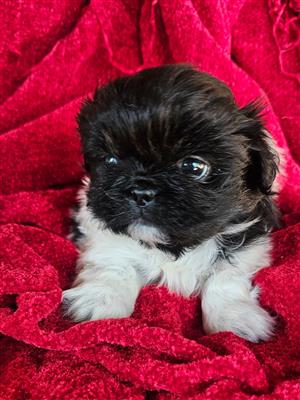 Stunning Pekingese puppies