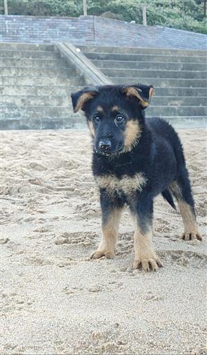 Pure Bred Female German Shepherd Puppy for Sale