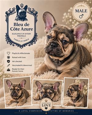 Beautiful French bulldog puppies available