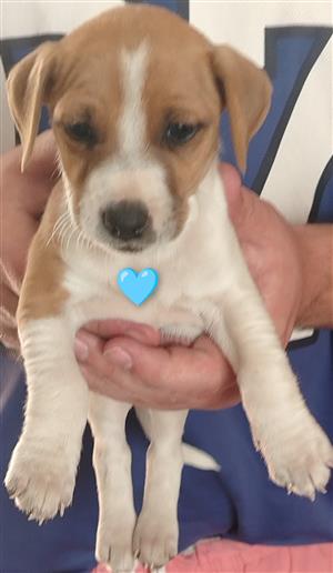 SHORT LEGGED JACK RUSSELL PUPPIES IN VANDERBIJLPARK, GAUTENG